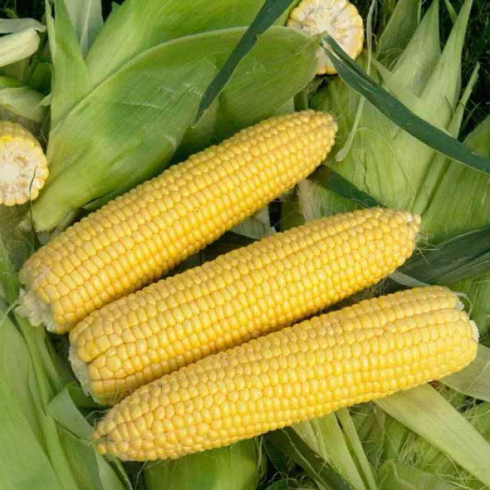 Фото Семена кукурузы Оватона F1 (Ovatona F1)