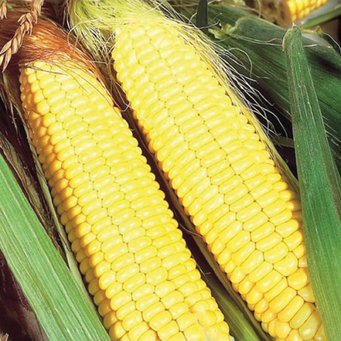 Фото Семена кукурузы Ранняя Золотая