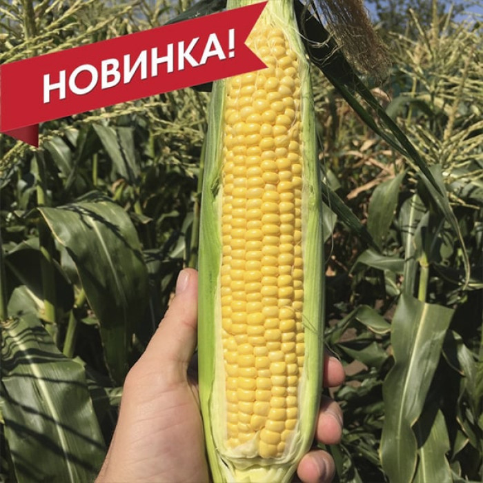 Фото Семена кукурузы СВ 1446 СД F1