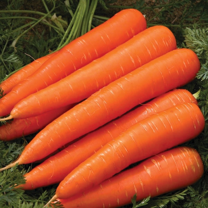 Фото Насіння моркви Королева Осені