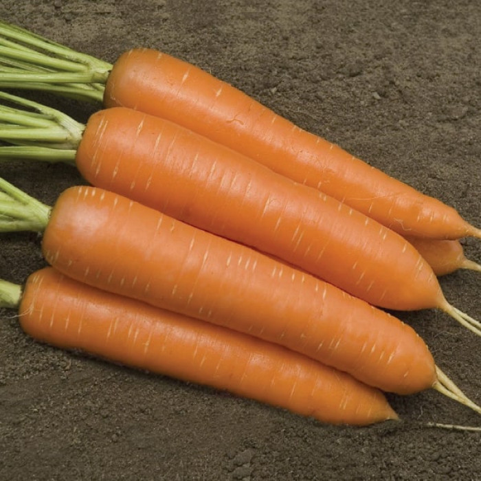 Фото Семена моркови Монанта (Monanta)