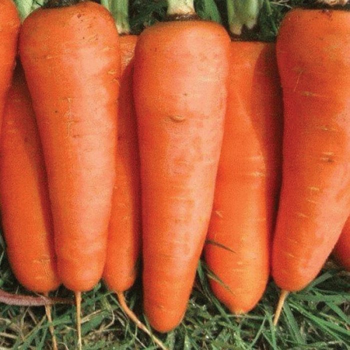 Фото Насіння моркви СВ 3118 ДХ F1