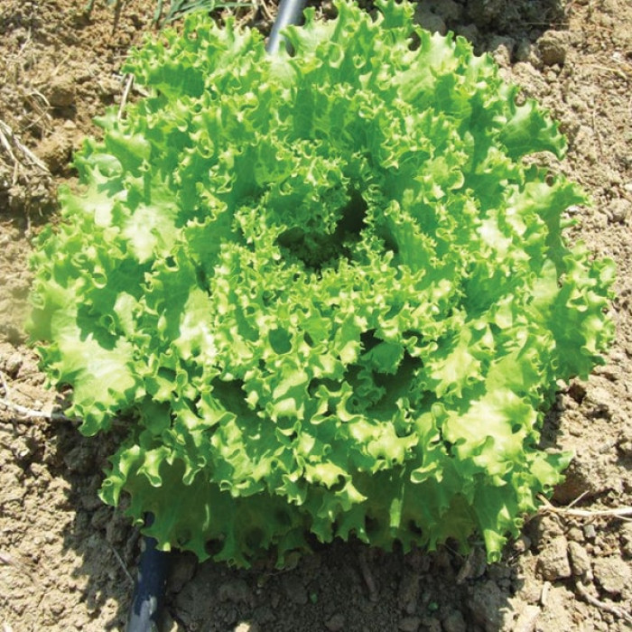 Фото Насіння листового салату (батавія) Фанлі F1 (Fanly F1), №1