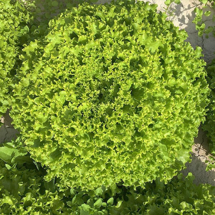 Фото Семена листового салата (батавия) Фрисол (Frisol)