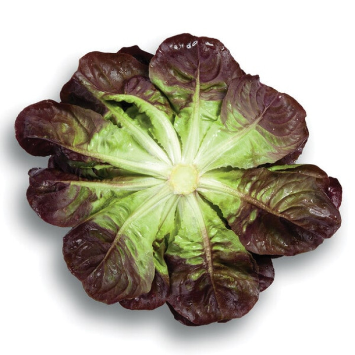 Фото Насіння напівголовчастого маслянистого салату Клі (Klee), №2