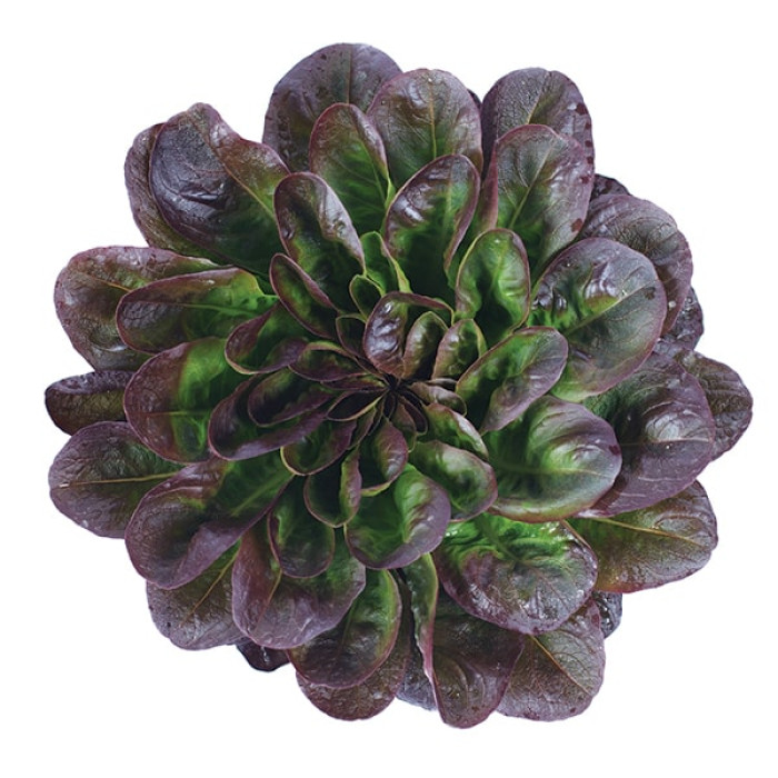 Фото Насіння напівголовчастого маслянистого салату Клі (Klee)