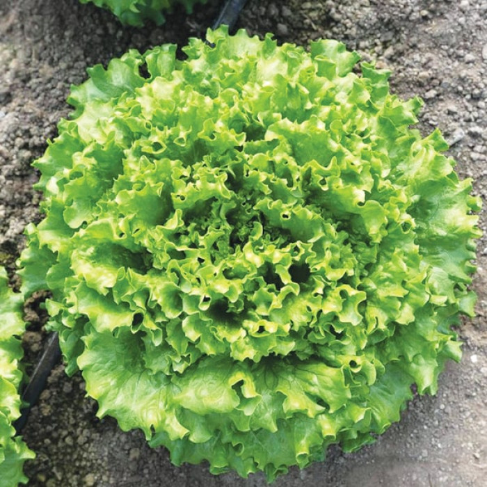 Фото Насіння листового салату (батавія) Кюрлі (Kurly)