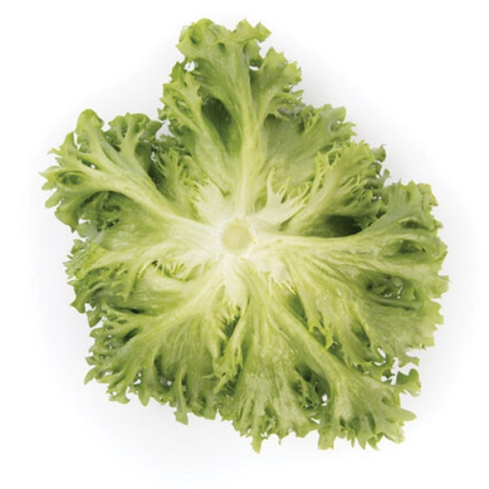 Фото Насіння листового салату (айсберг) Лалік (Lalique), №2