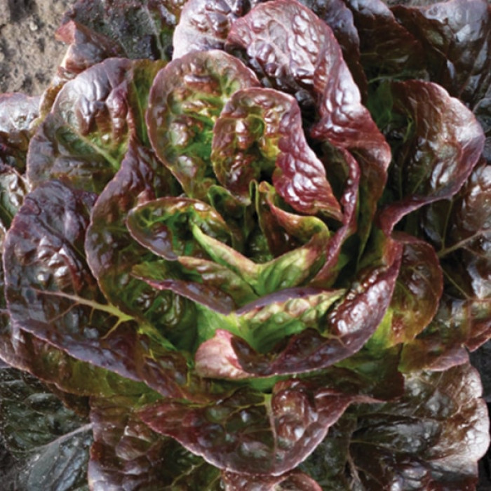 Фото Насіння напівголовчастого салату (ромен) Овіред (Ovired)