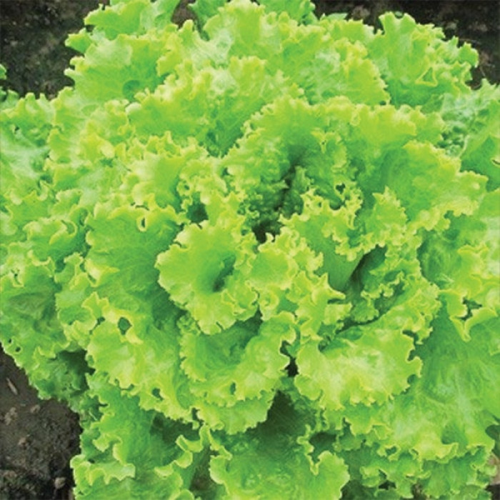 Фото Насіння листового салату (батавія) Перл Джем (Perl Gem)