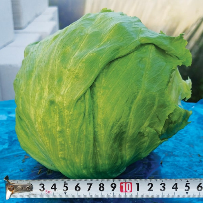 Фото Насіння головчастого салату (айсберг) ПЛ 6056 (PL 6056)