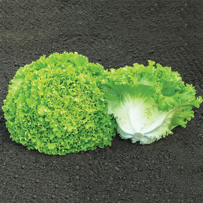 Фото Насіння листового салату (батавія) Сементел (Sementel), №1