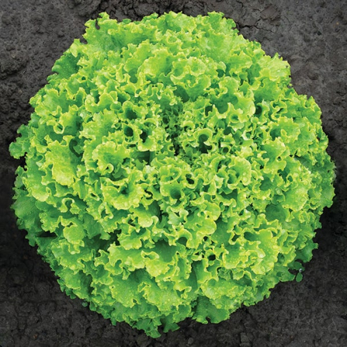 Фото Насіння листового салату (батавія) Сементел (Sementel)
