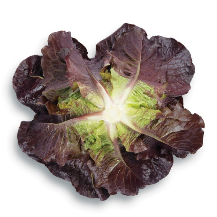Фото Насіння листового салату (ромен) Турінус F1 (Thurinus F1), №2