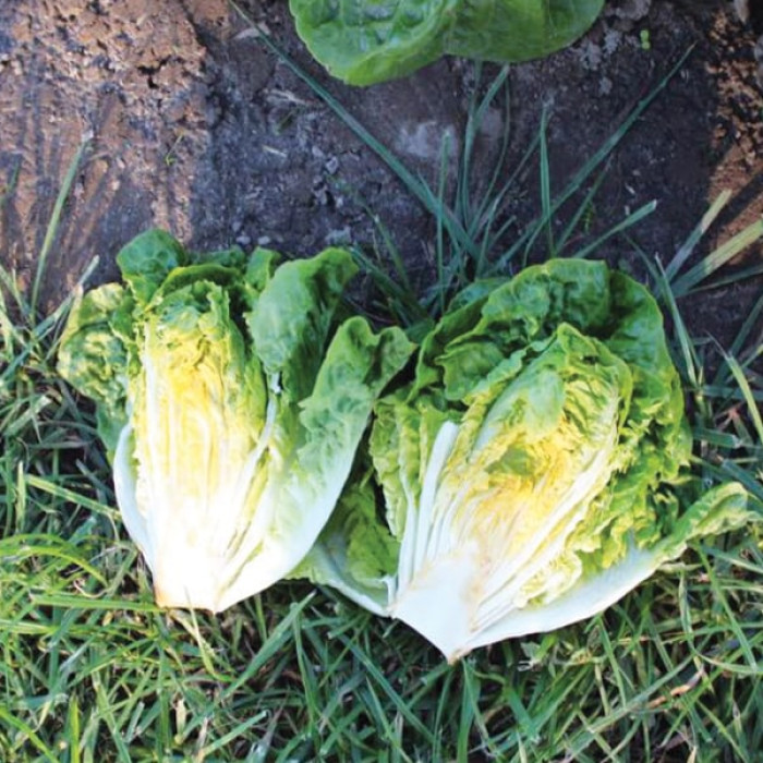 Фото Насіння головчастого салату (ромен) Ксамена (Xamena), №3