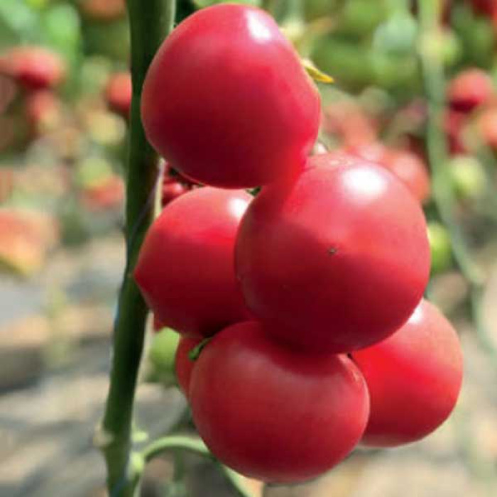Фото Насіння томатів (помідор) 2676 F1