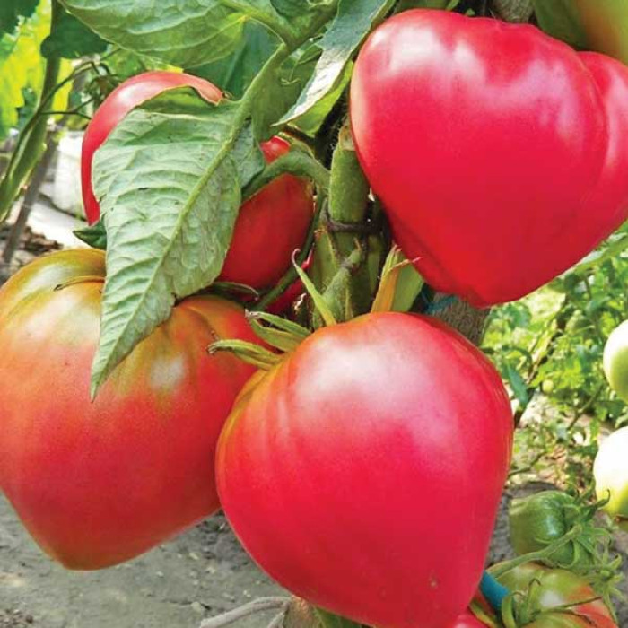 Фото Насіння томатів (помідор) Абаканський рожевий