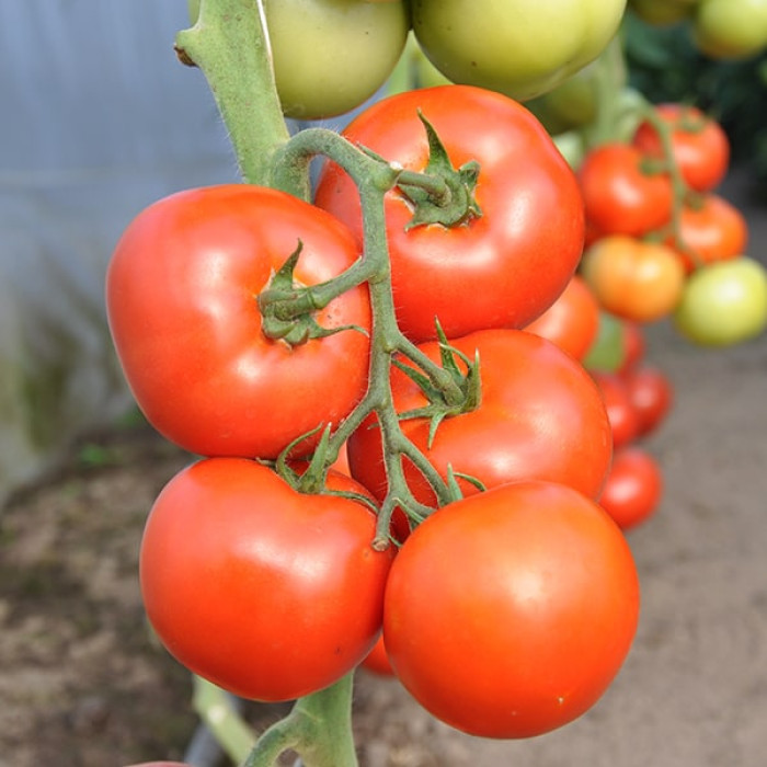 Фото Насіння томатів (помідор) Абелус F1 (Abellus F1), №1