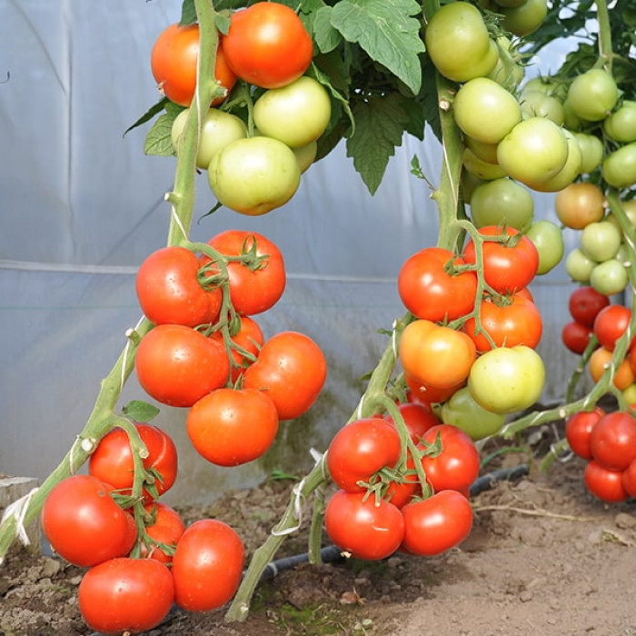 Фото Насіння томатів (помідор) Абелус F1 (Abellus F1), №2