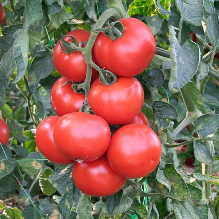 Фото Насіння томатів (помідор) Абелус F1 (Abellus F1)