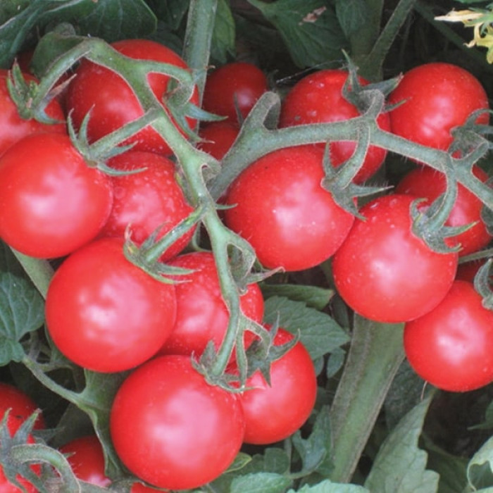 Фото Насіння томатів (помідор) Ачіко F1