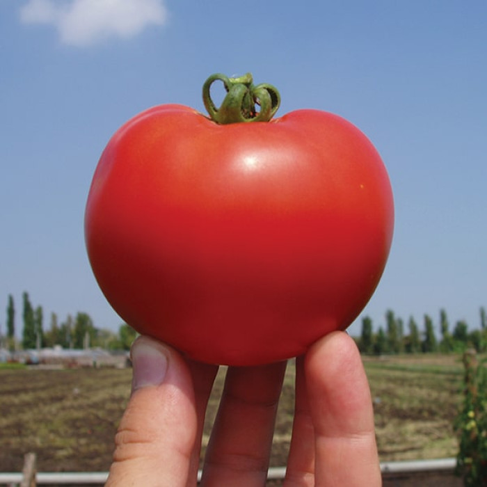 Фото Насіння томатів (помідор) Акела F1 (Akela F1)