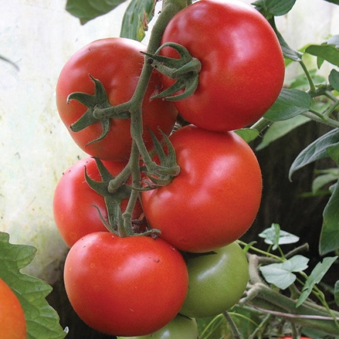 Фото Насіння томатів (помідор) Алінді 811 F1