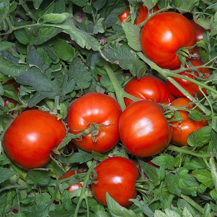 Фото Насіння томатів (помідор) Аніта F1 (Anita F1)