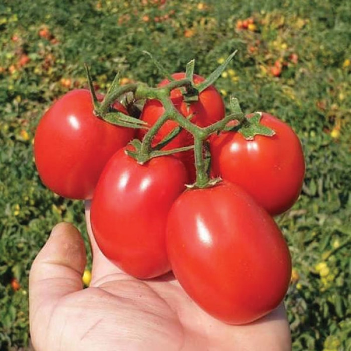 Фото Насіння томатів (помідор) Апгрейд F1 (Apgreyt F1), №1
