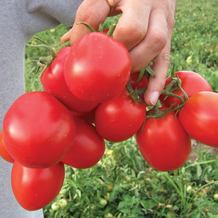 Фото Насіння томатів (помідор) Апгрейд F1 (Apgreyt F1)