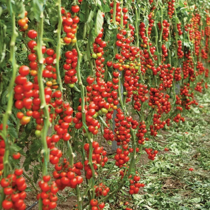 Фото Насіння томатів (помідор) Арома F1 (Aroma F1), №1