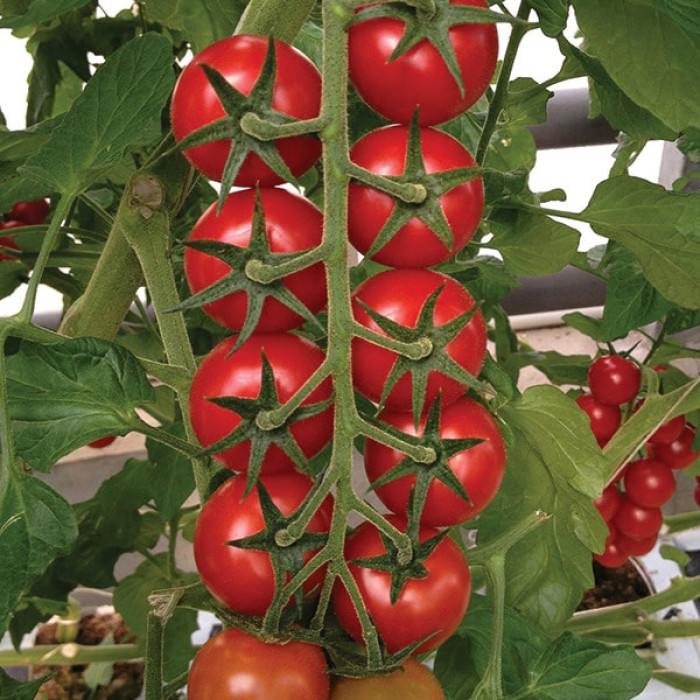 Фото Насіння томатів (помідор) Арома F1 (Aroma F1)