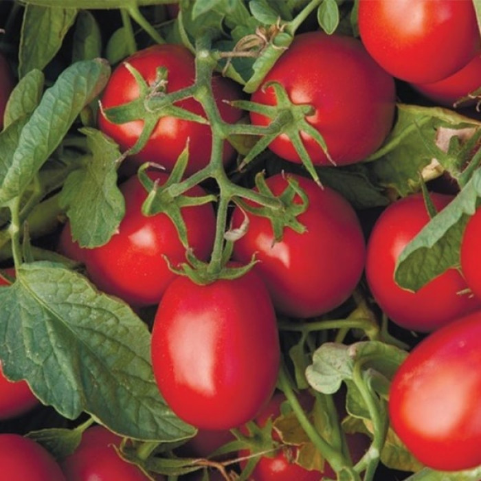 Фото Насіння томатів (помідор) Астерікс F1