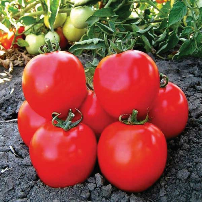 Фото Насіння томатів (помідор) Асвон F1 (Asvon F1)