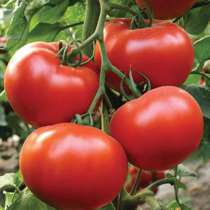 Фото Насіння томатів (помідор) Аксіома F1 (Axioma F1)