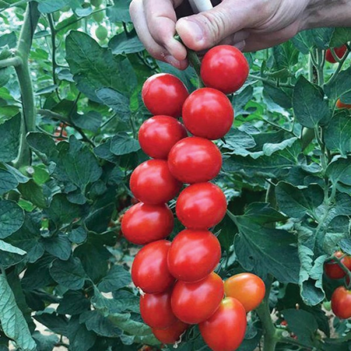 Фото Насіння томатів (помідор) Багліор F1, №1