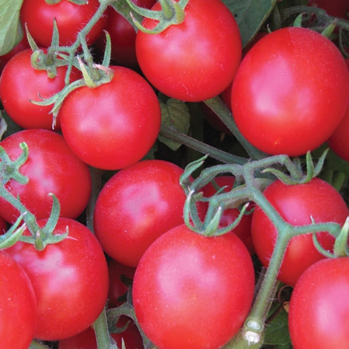 Фото Насіння томатів (помідор) Багліор F1