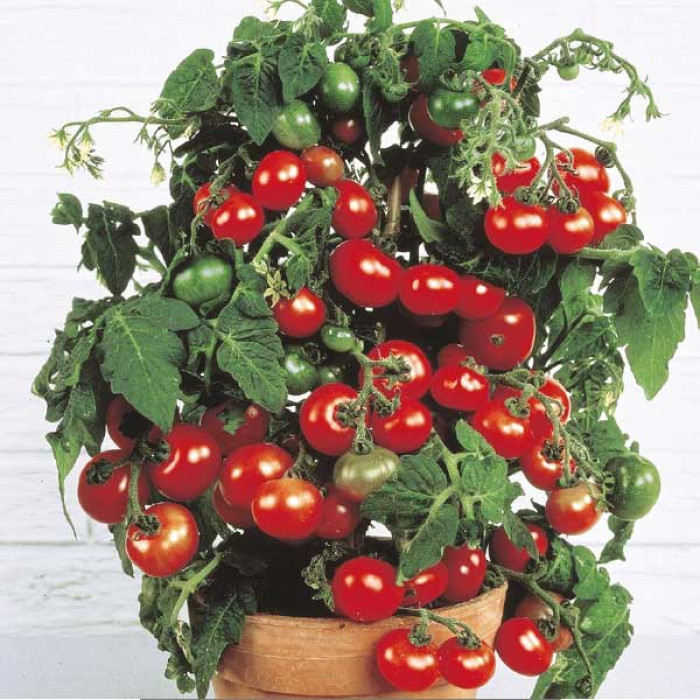 Фото Насіння томатів (помідор) Балконне Диво