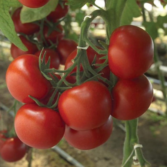 Фото Насіння томатів (помідор) Барбадос F1, №1