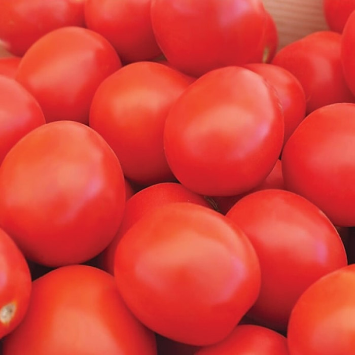 Фото Насіння томатів (помідор) Баста F1 (Basta F1)