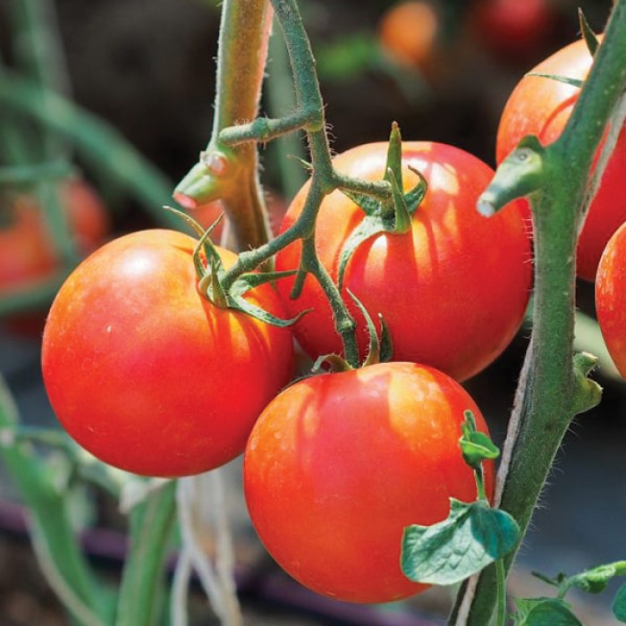 Фото Насіння томатів (помідор) Белла Роса F1 (Bella Rosa F1), №1