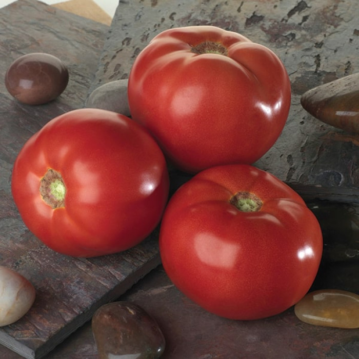 Фото Насіння томатів (помідор) Белла Роса F1 (Bella Rosa F1)