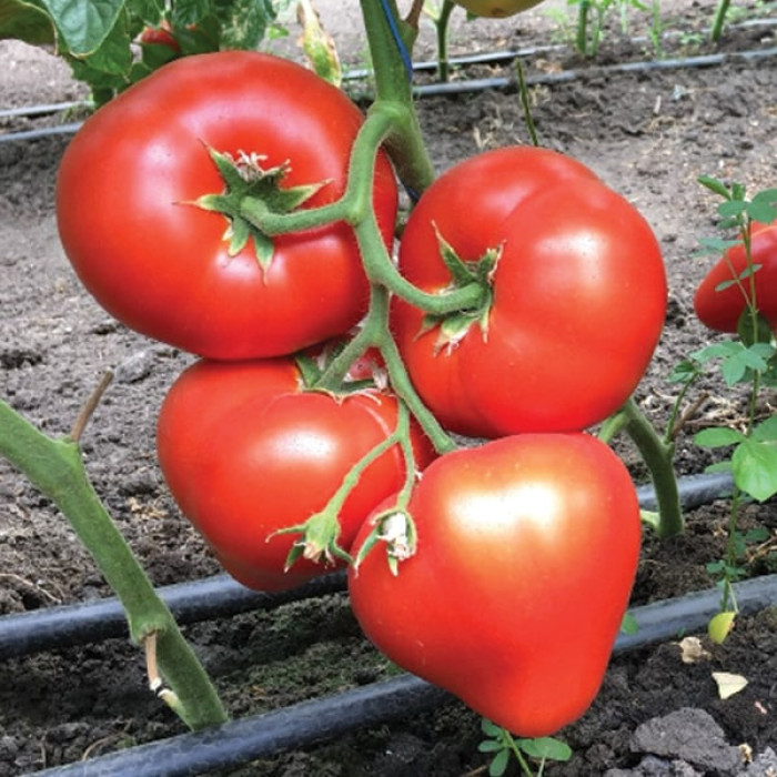 Фото Насіння томатів (помідор) Белфорт F1 (Bellfort F1)