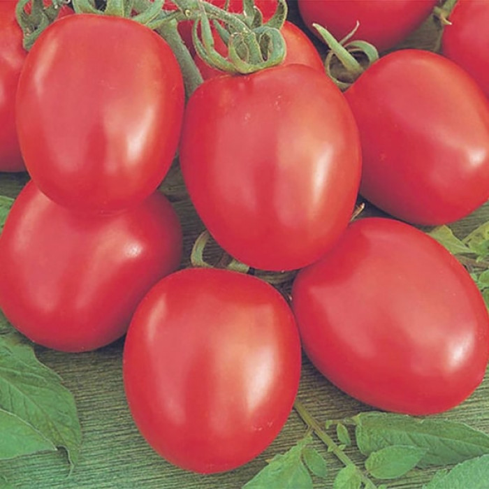 Фото Насіння томатів (помідор) Беніто F1 (Benito F1)
