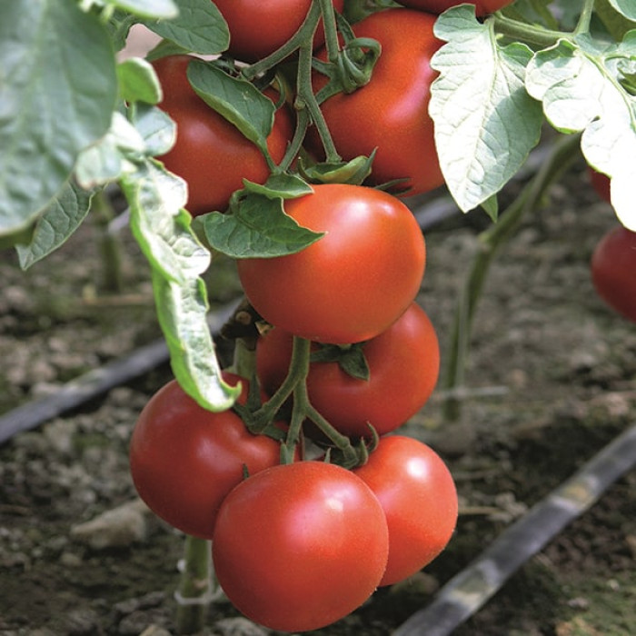 Фото Насіння томатів (помідор) Бодерін F1 (Boderine F1)