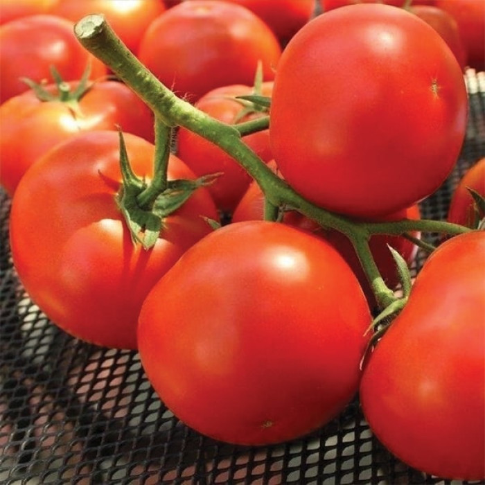 Фото Насіння томатів (помідор) Бостіна F1