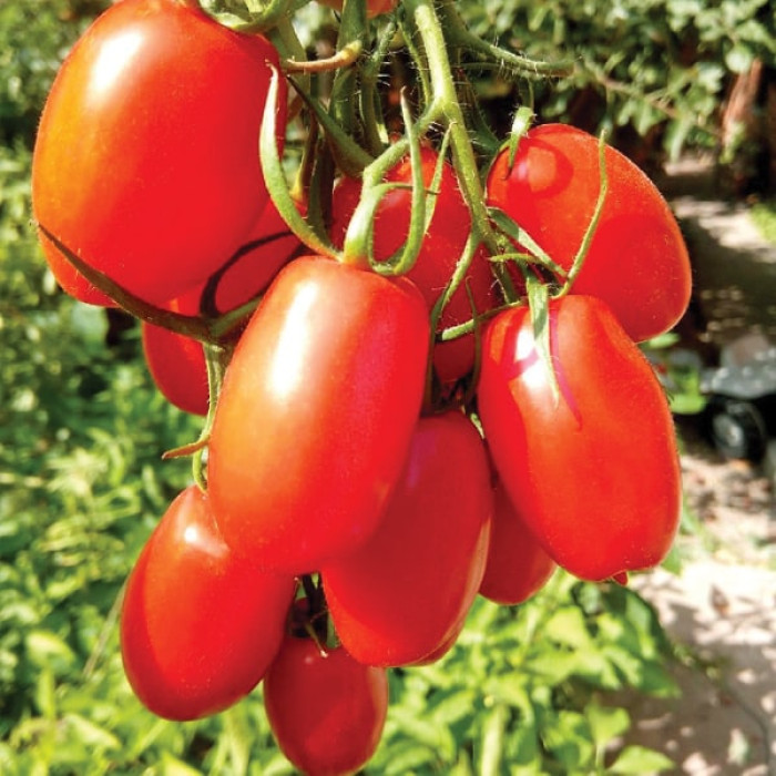 Фото Насіння томатів (помідор) Брісколіно F1 (Briscolino F1)