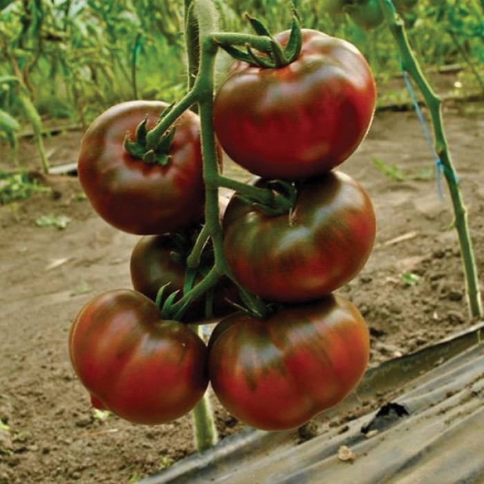 Фото Насіння томатів (помідор) Бронсон F1