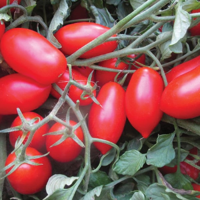 Фото Насіння томатів (помідор) Каваліно Россо F1