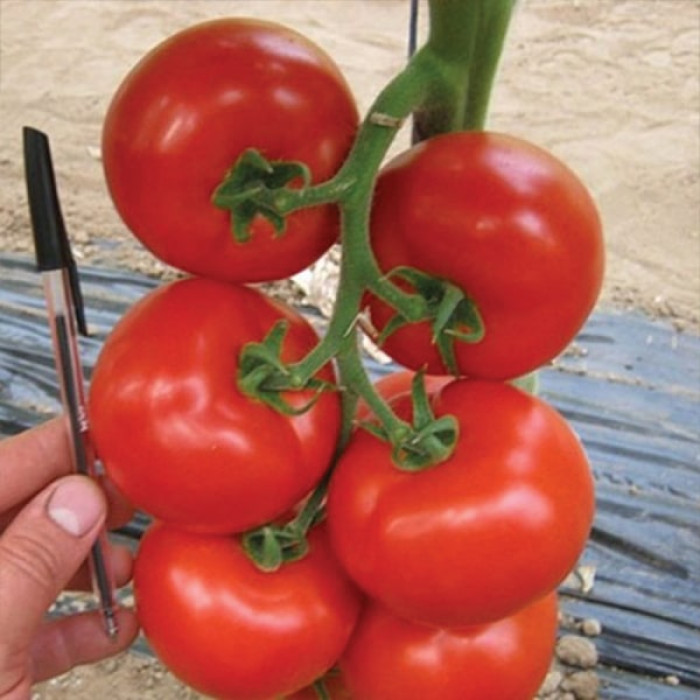 Фото Насіння томатів (помідор) Черокі F1 (Cheroki F1), №1